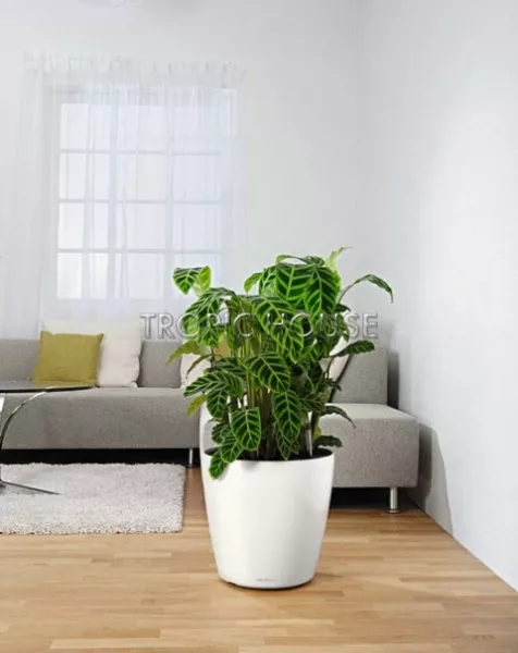 Ролики для CLASSICO 50 | QUADRO 50 | CUBE 40