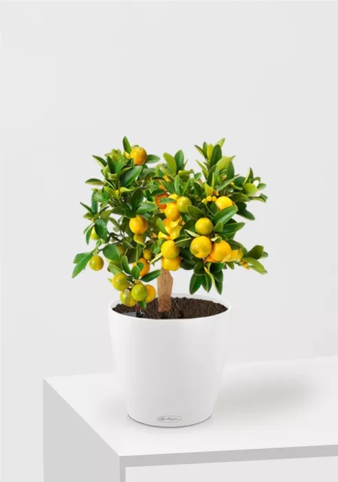 Цитрус Каламондин в CLASSICO 21, белый