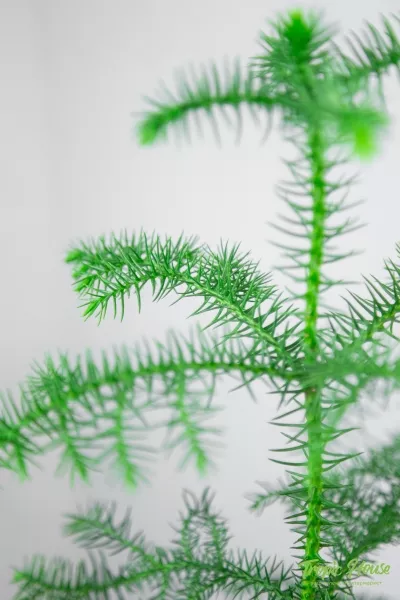 Араукария 1 ствол 10/30 см