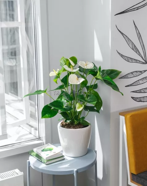 Антуриум белый в CLASSICO LS 21