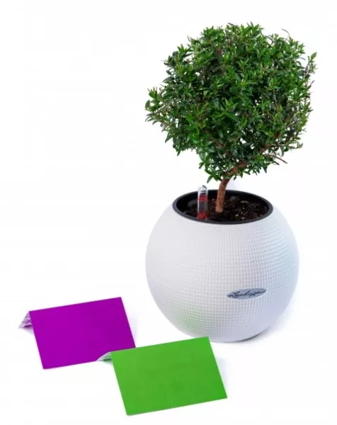 ПОДАРОЧНЫЙ СЕРТИФИКАТ 3000 руб.