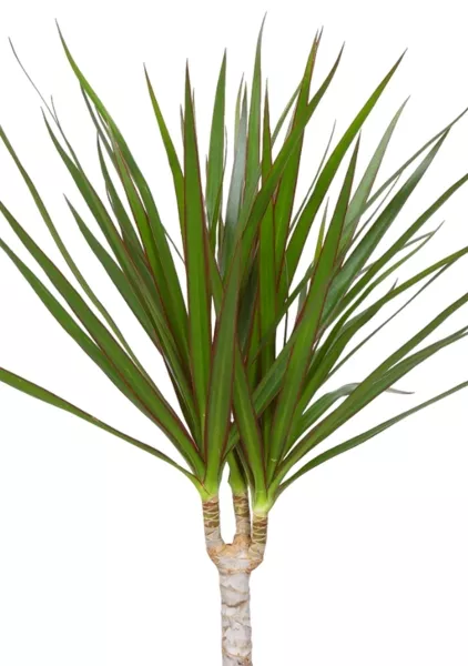 Драцена Маргината 1 ствол 12/40 см в CUBE COLOR 14