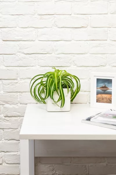 Хлорофитум Бонни 12/25 см в CUBE GLOSSY 14