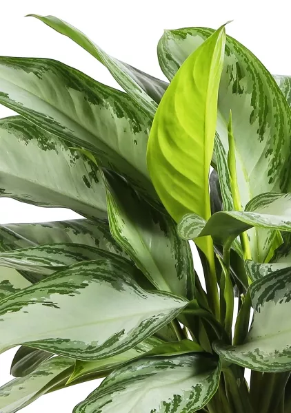Аглаонема Сильвер Бей 24/65 см