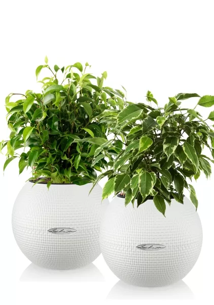 "Набор для дома" Фикусы в PURO 20