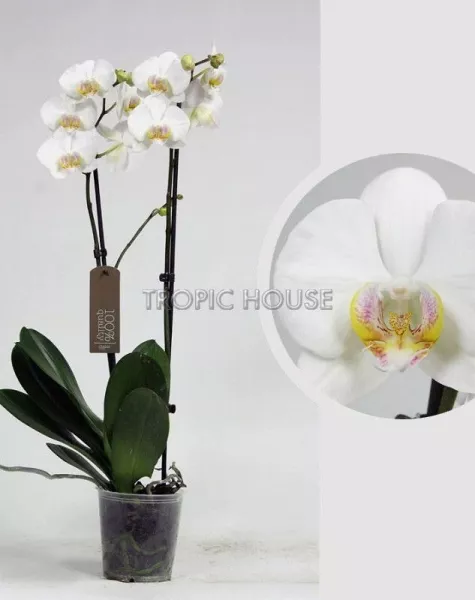 Орхидея Фаленопсис Кембридж белая 12/70 см в LAMELA MAGNOLIA fi 135