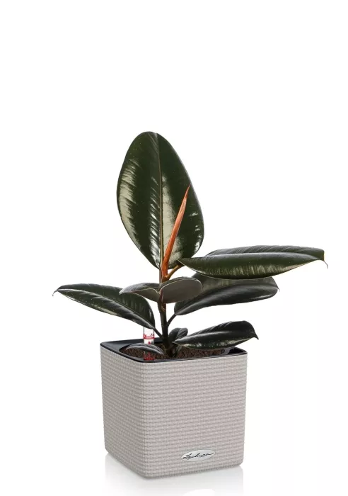 Фикус Эластика CUBE COLOR 14/35 см Песочно-коричневый