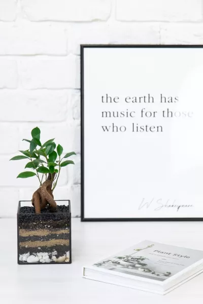 Флорариум с Бонсаем в кубе 10 см