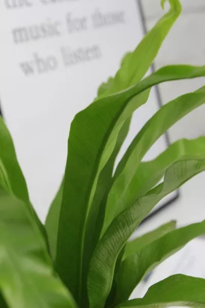 Асплениум Микс 12/25 см в CLASSICO COLOR 18