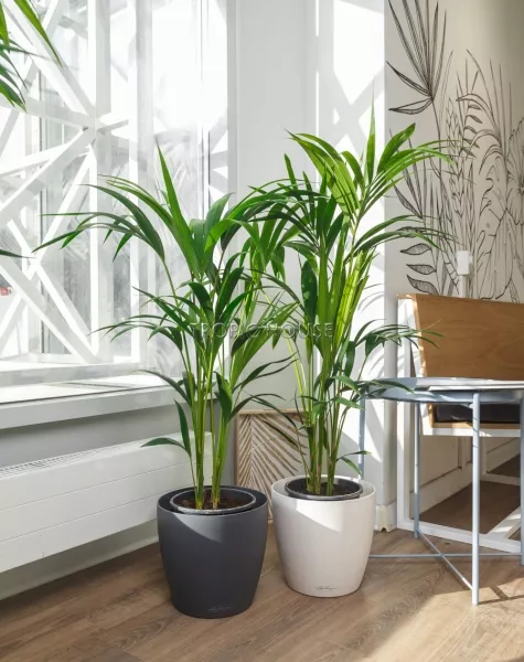 Ховея 24/130 см в CLASSICO COLOR 28