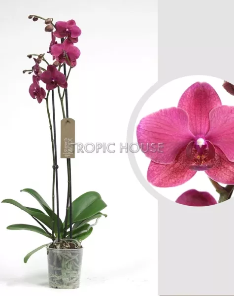 Орхидея Фаленопсис коралловая 12/60 см
