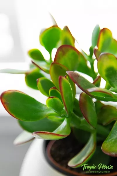 Крассула Овата Сансет в PURO 20