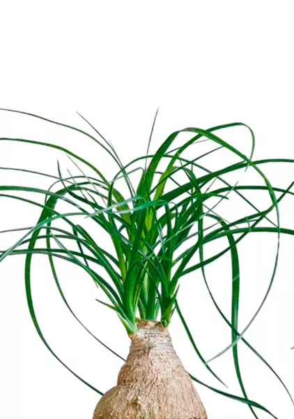 Нолина на стволе 12/35 в CUBE GLOSSY KISS 14