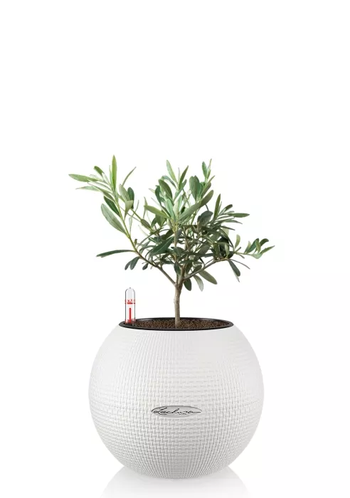 Олива в PURO 20, белый