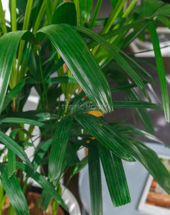 Рапис в RONDO 32