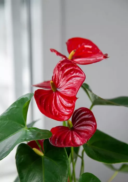 Антуриум Чемпион Красный в CLASSICO COLOR 21