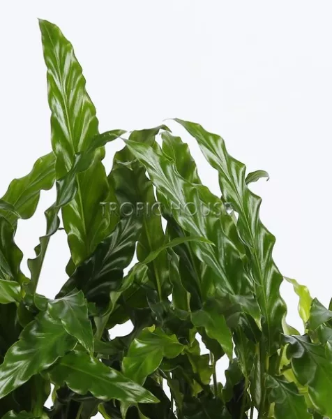 Калатея Руфибарба в DELTA 20