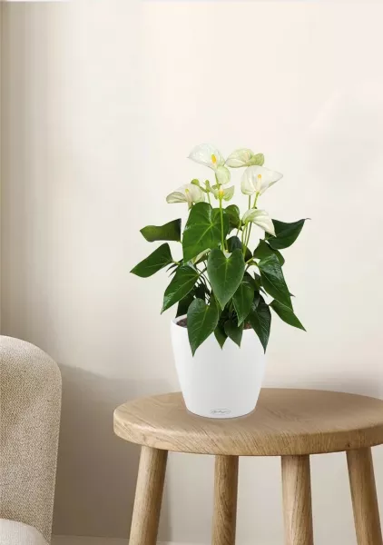 Антуриум Андрианум белый 17/60 см в CLASSICO COLOR 21