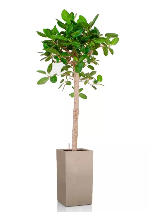 Фикус Бенгальский Одри на штамбе 24/110 см в CANTO STONE HIGH 30