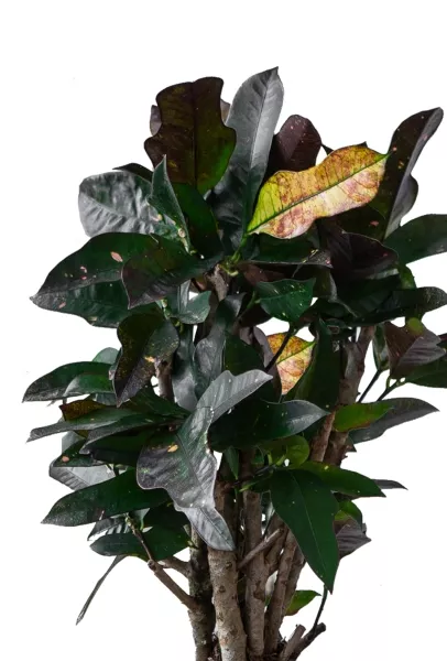 Кротон (Кодиеум) Вилма 17/70 см в CUBICO 22