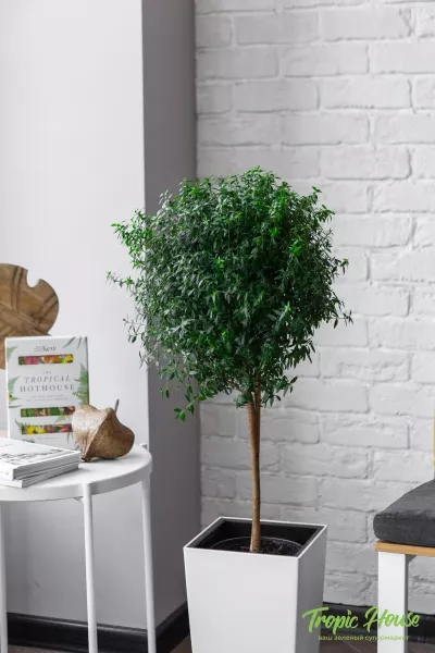 Мирт в CUBICO COLOR 30