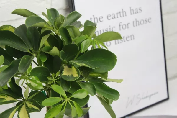 ШеффШеффлера Голд Капелла штамб 12/40 см в CLASSICO COLOR 18