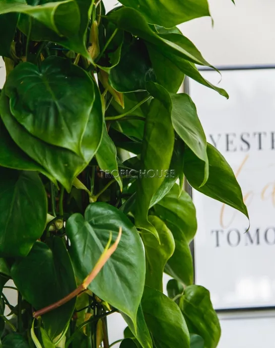 Филодендрон в CLASSICO COLOR 28