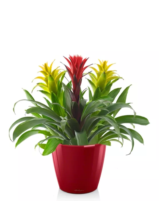 Гузмании микс в CLASSICO LS 21, ярко-красный блестящий