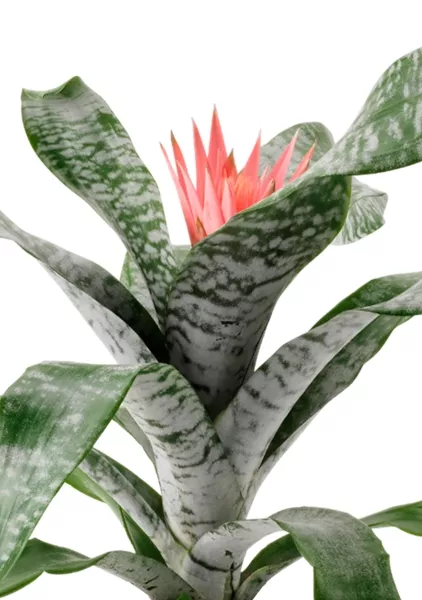 Эхмея 17/50 см в CUBICO 22