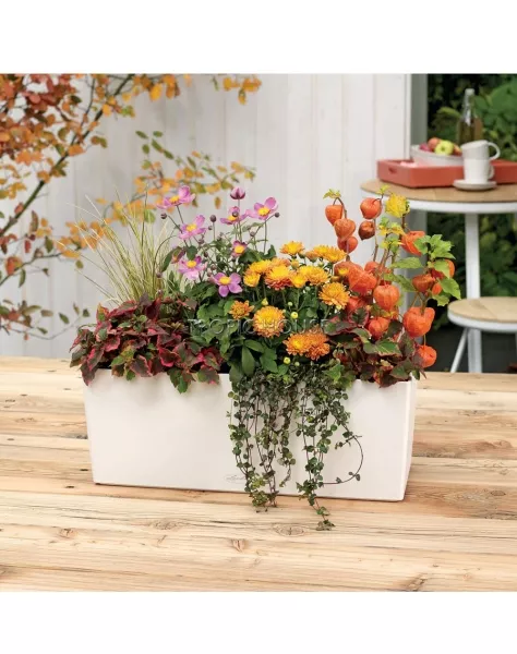 Кашпо LECHUZA BALCONERA Color 50х19 см