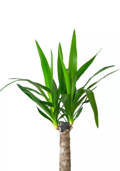 Юкка 1ств 15/60 см в CUBE COLOR 16