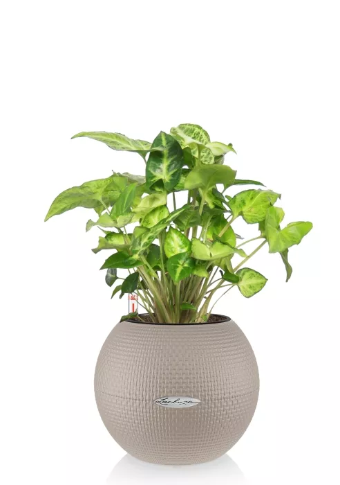 Сингониум в PURO 20, песочный-коричневый