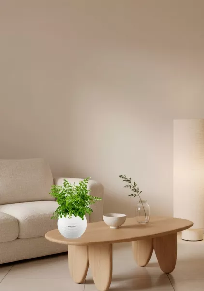 Папоротник Парвати 12/25 см в PURO 20