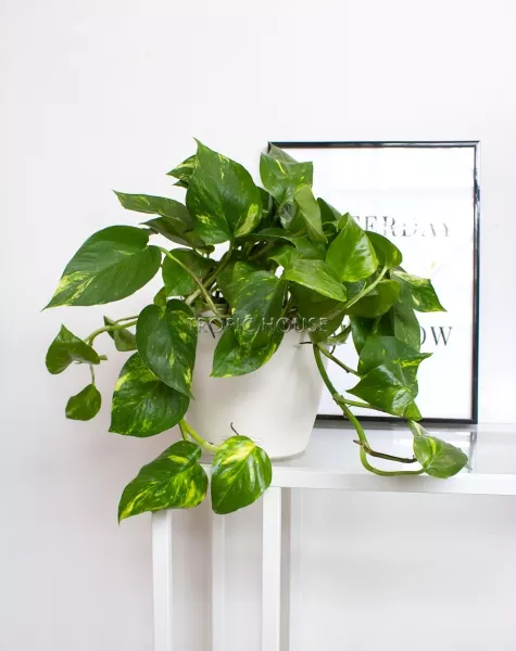 Сциндапсус в CLASSICO COLOR 21