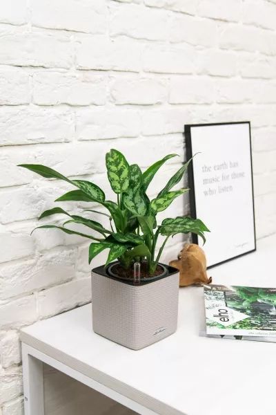 Аглаонема Мария в CUBE COLOR 14