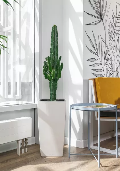 Эуфорбия Ингенс в CUBICO 30