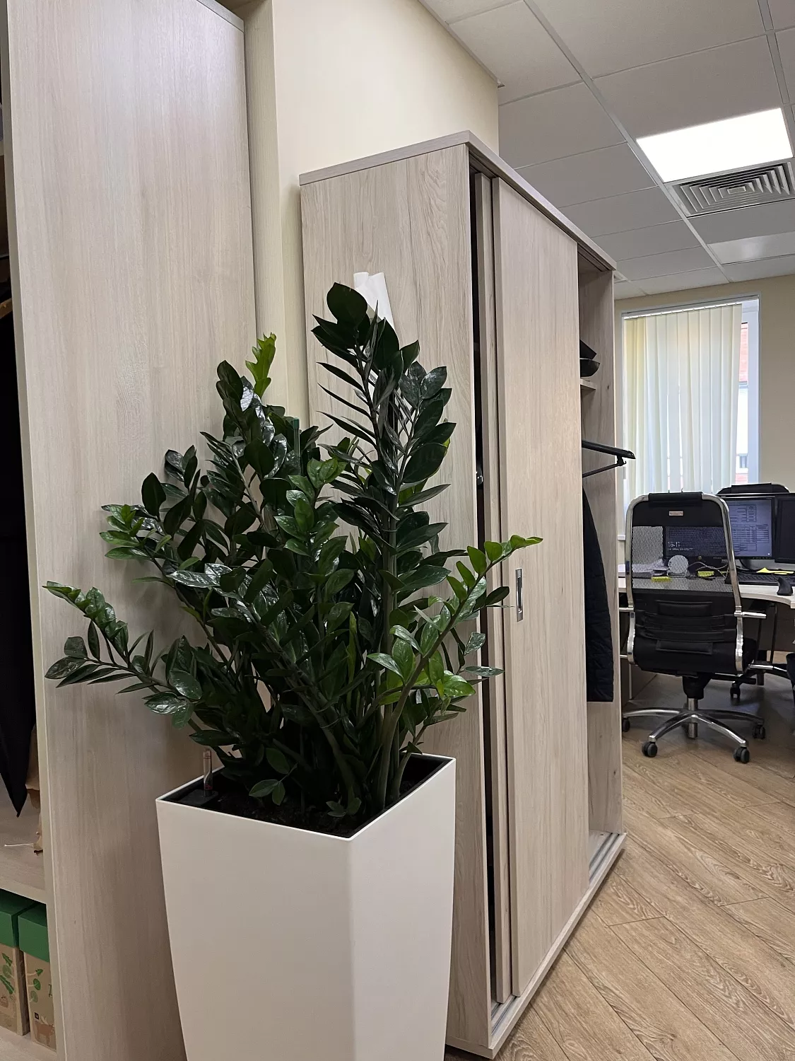 СЕРВИСНЫЙ УХОД ЗА РАСТЕНИЯМИ