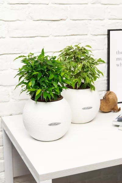 "Набор для дома" Фикусы в PURO 20