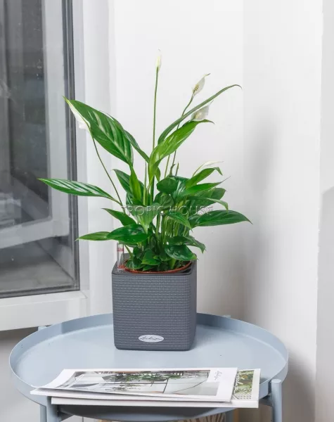 Спатифиллум в CUBE COLOR 14