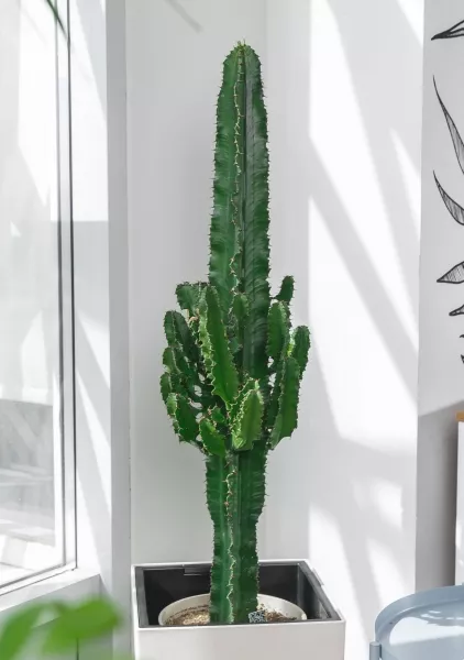 Эуфорбия Ингенс в CUBICO 30