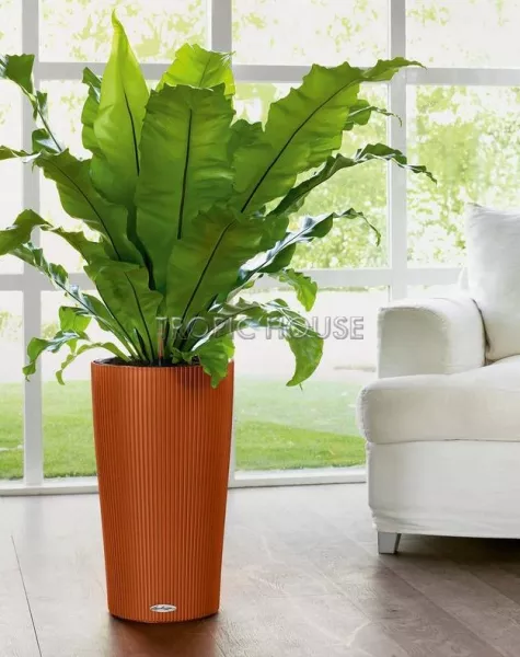 Кашпо LECHUZA CILINDRO Color 23х41