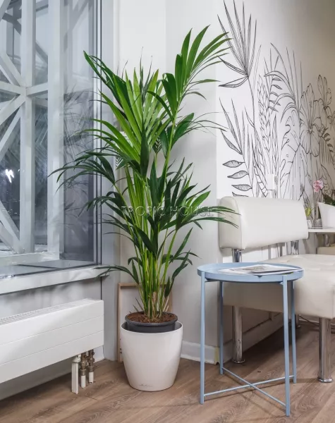 Ховея 24/150 см в CLASSICO COLOR 35