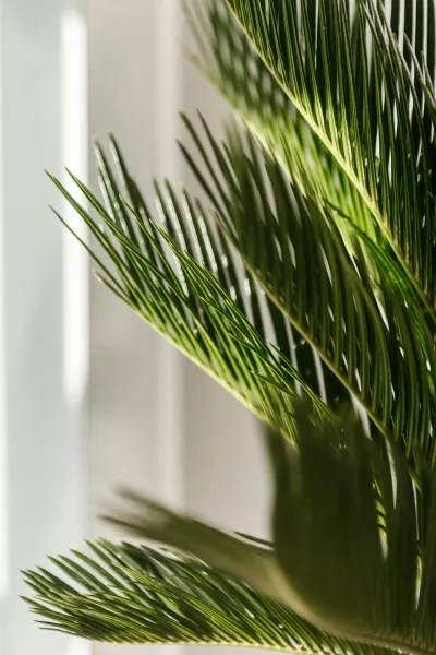 Цикас Революта 14/60 см в CLASSICO 18