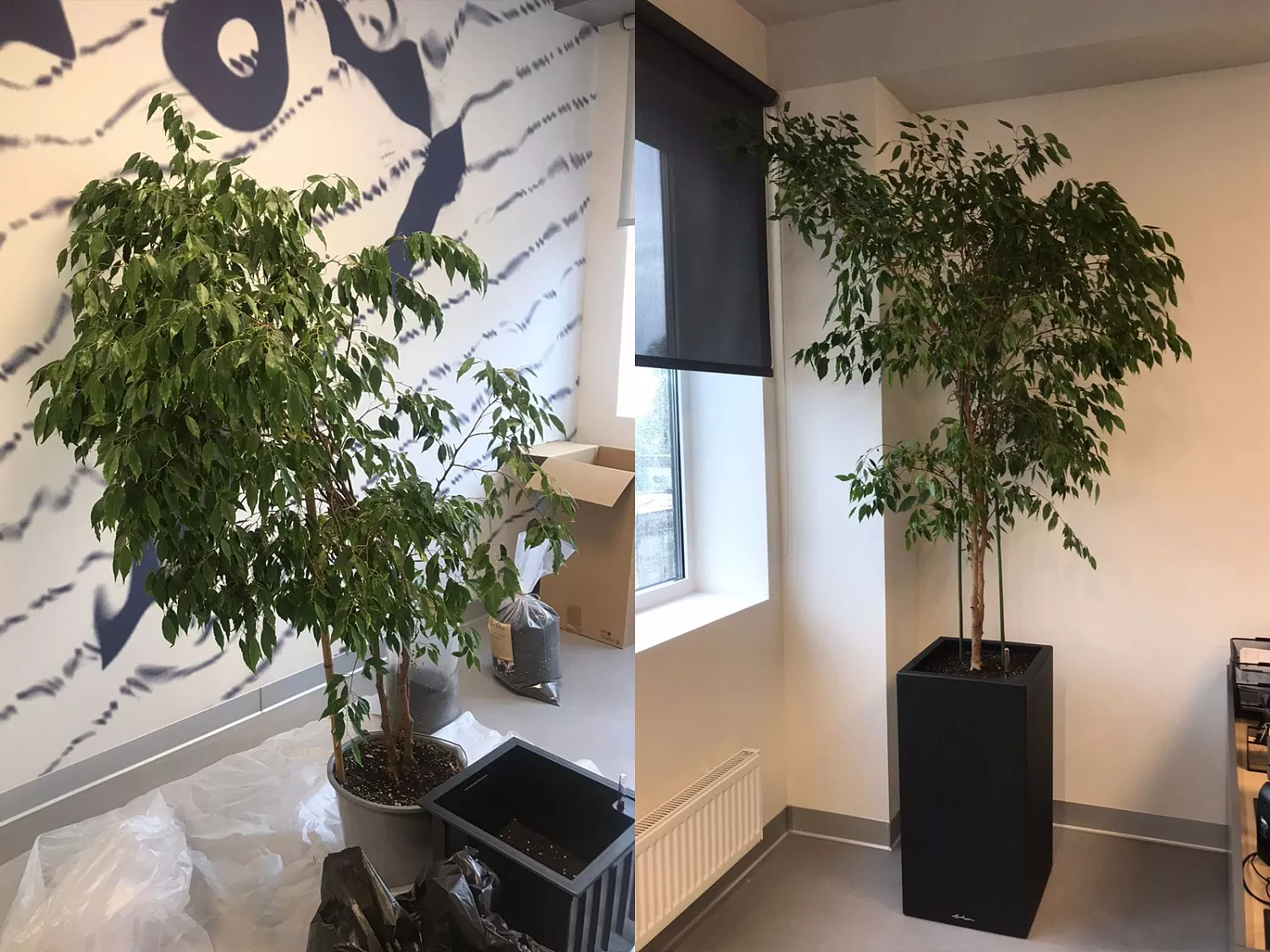 ВЫЕЗДНАЯ ПЕРЕСАДКА РАСТЕНИЙ