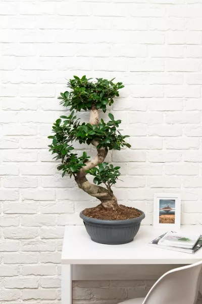 Фикус Микрокарпа Гинсенг 35/110 см