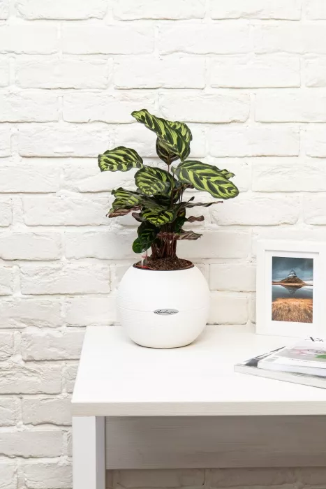 Калатея Макояна в PURO 20