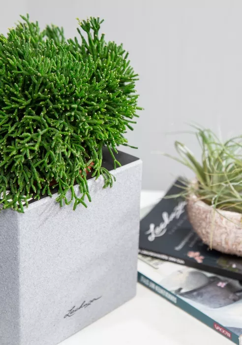 Рипсалис в CANTO Stone 14