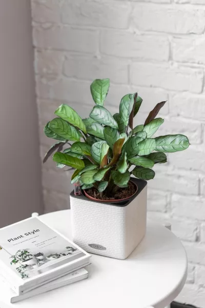 Ктенанта Амагрис в CUBE COLOR 14