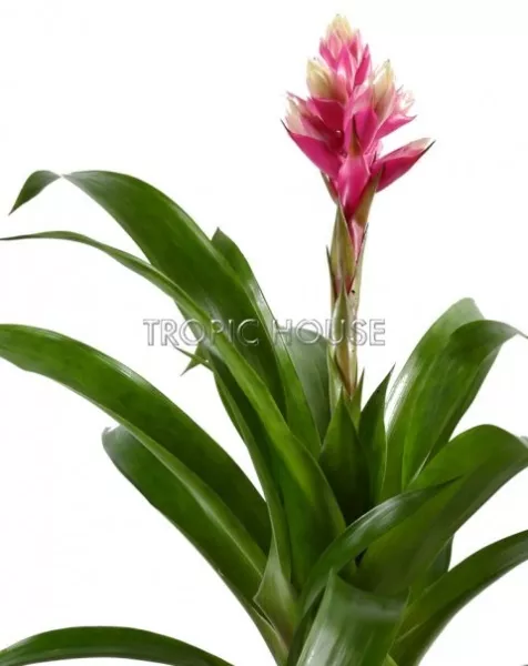 Гузмания Королевская розовая 13/55 см