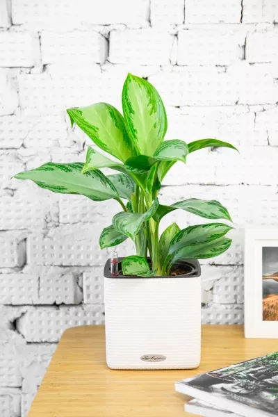 Аглаонема Сильвер Бей 14/40 см